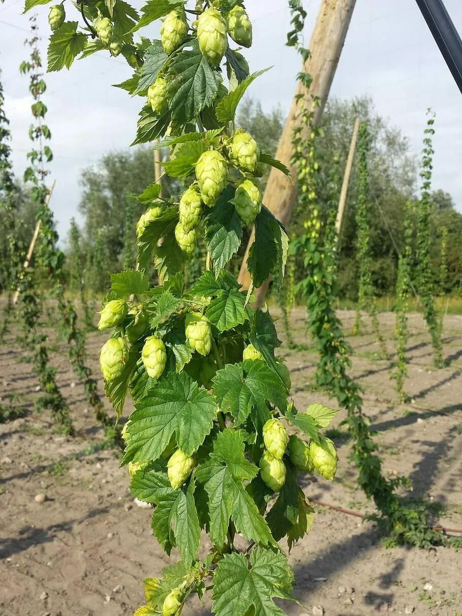 Как выглядит хмель. Хмель обыкновенный. humulus lupulus. хмель лазающий. хмель обыкновенный плод.