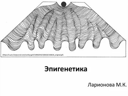 Эпигенетический ландшафт