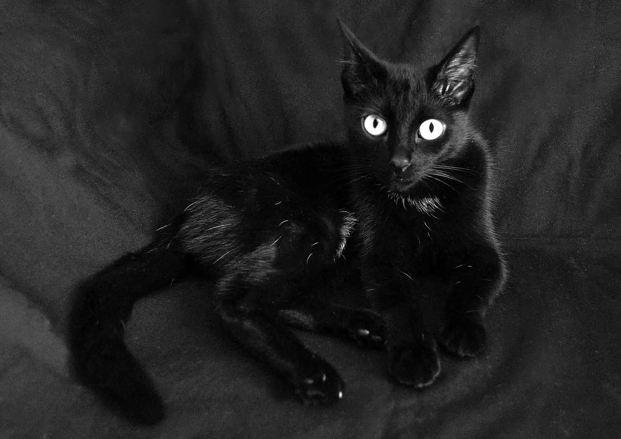 Черные фото с рисунком. Чёрный кот. Черные коты. Красивый черный кот. Кошечка черная.
