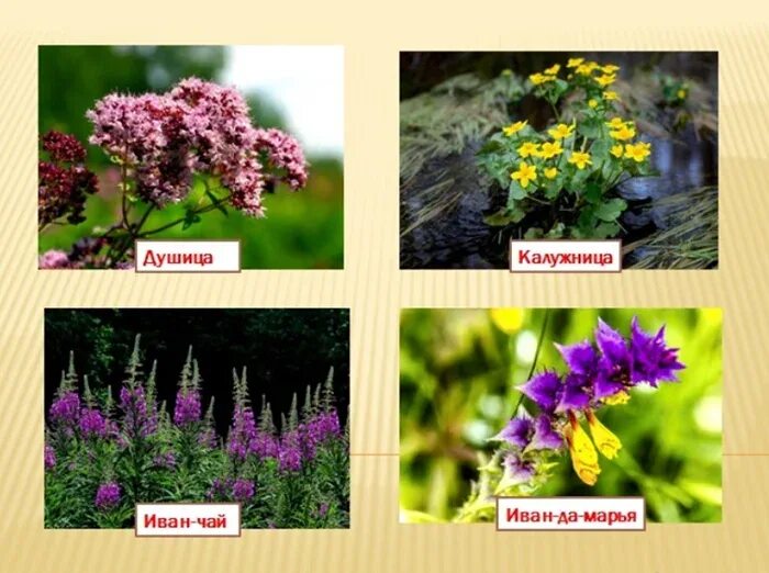 Какие растения встречаются в широколиственных лесах. Травы смешанных лесов. травянистые растения смешанного леса. травы растущие в смешанном лесу россии. растения которые растут в смешанных лесах.
