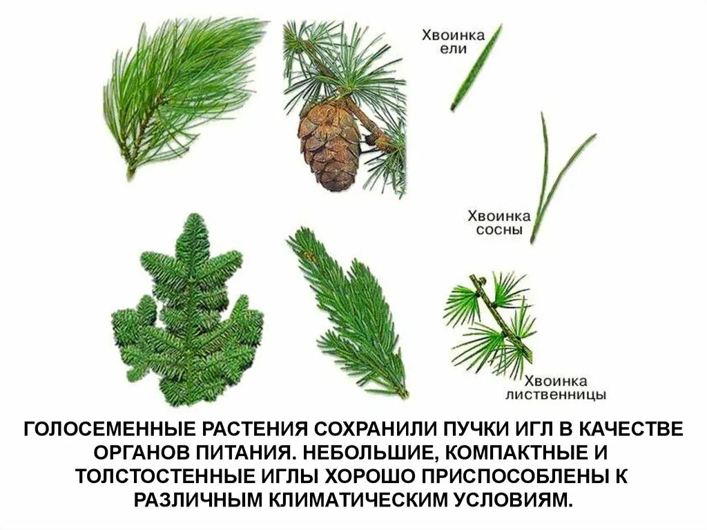 Однолетние Голосеменные растения. Листья голосеменных растений. Класс голосеменных растений. Ель пихта лиственница. Характерные признаки хвойных