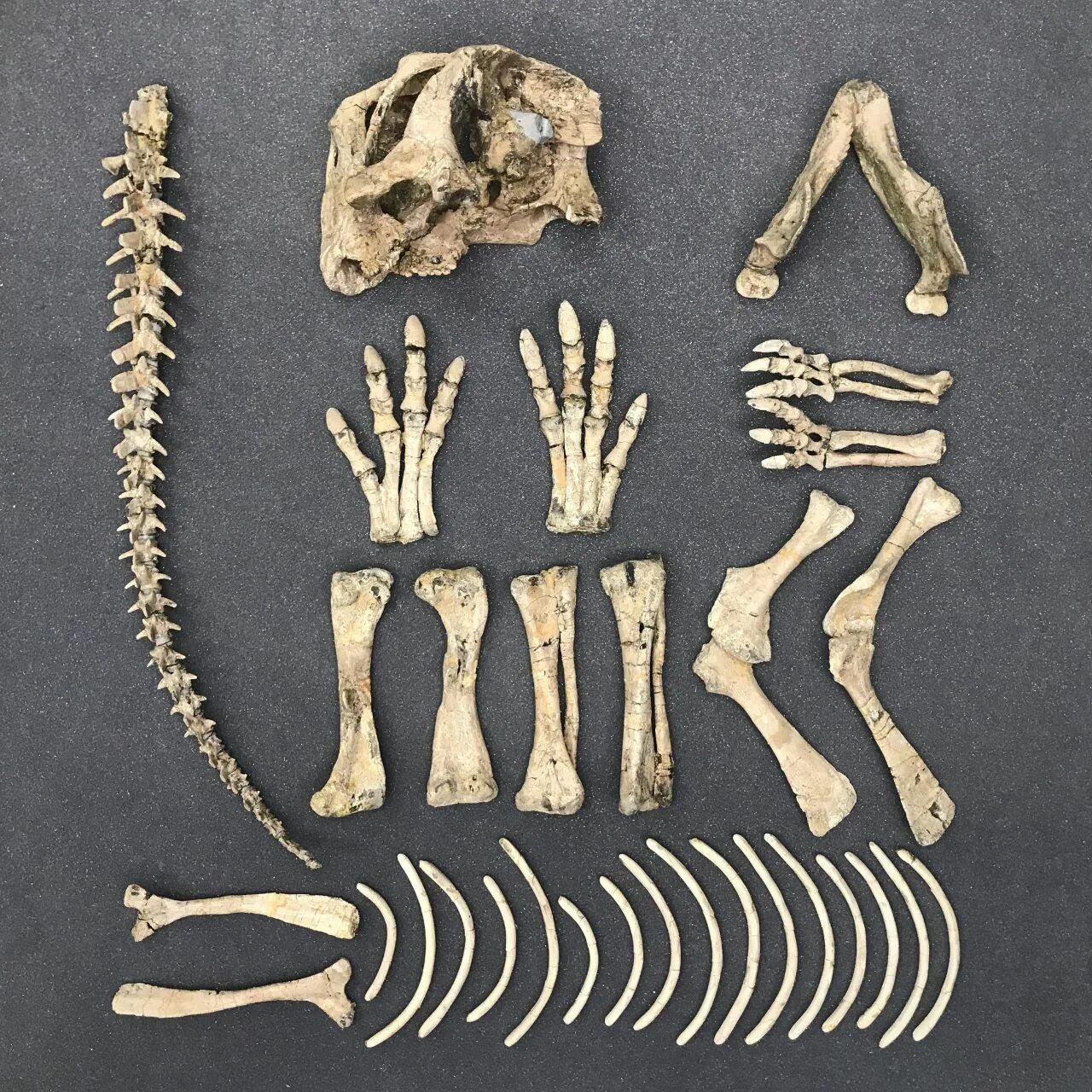 древние кости животных. пахицефалозавр останки. палеонтология останки. окаменелости шерстистого носорога\. доисторические находки в башкирии.