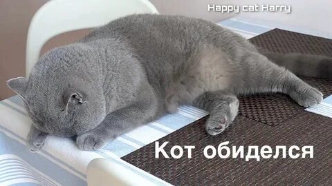 Кот обиделся после