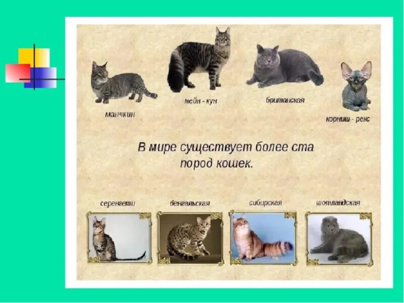 Про кошек и собак 2 класс окружающий мир. Породы кошек и собак. Откуда родом кошки домашние. Разные породы кошек. Проект породы кошек.