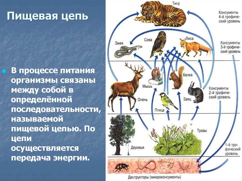 Видовое разнообразие консументов. Пищевая сеть 5 класс биология. Схема цепи питания биогеоценоза. Биологические сети цепи питания. Состав цепи питания животных.