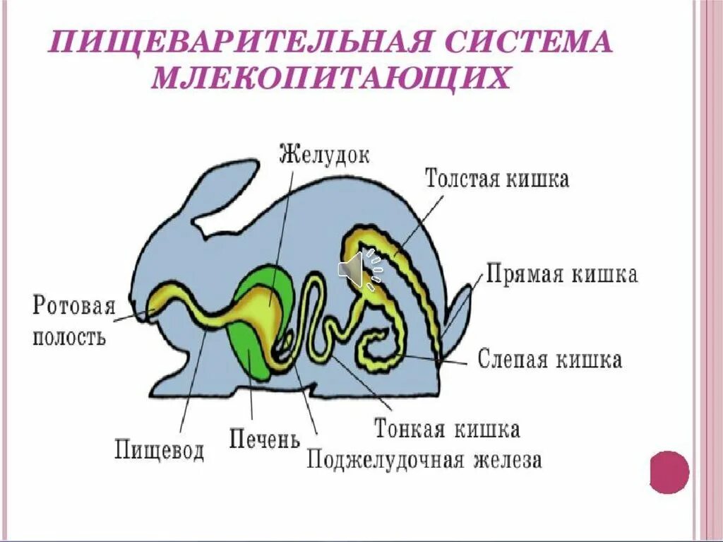 Из каких отделов состоит пищеварительный тракт млекопитающих. Пищеварительная система млекопитающих схема. Схема строения пищеварительной системы млекопитающих рисунок. Схема строения пищеварительной системы кролика. Пищеварительная система млекопитающих 7 класс.