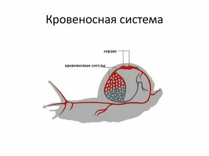 Кровеносная система замкнутого типа моллюски