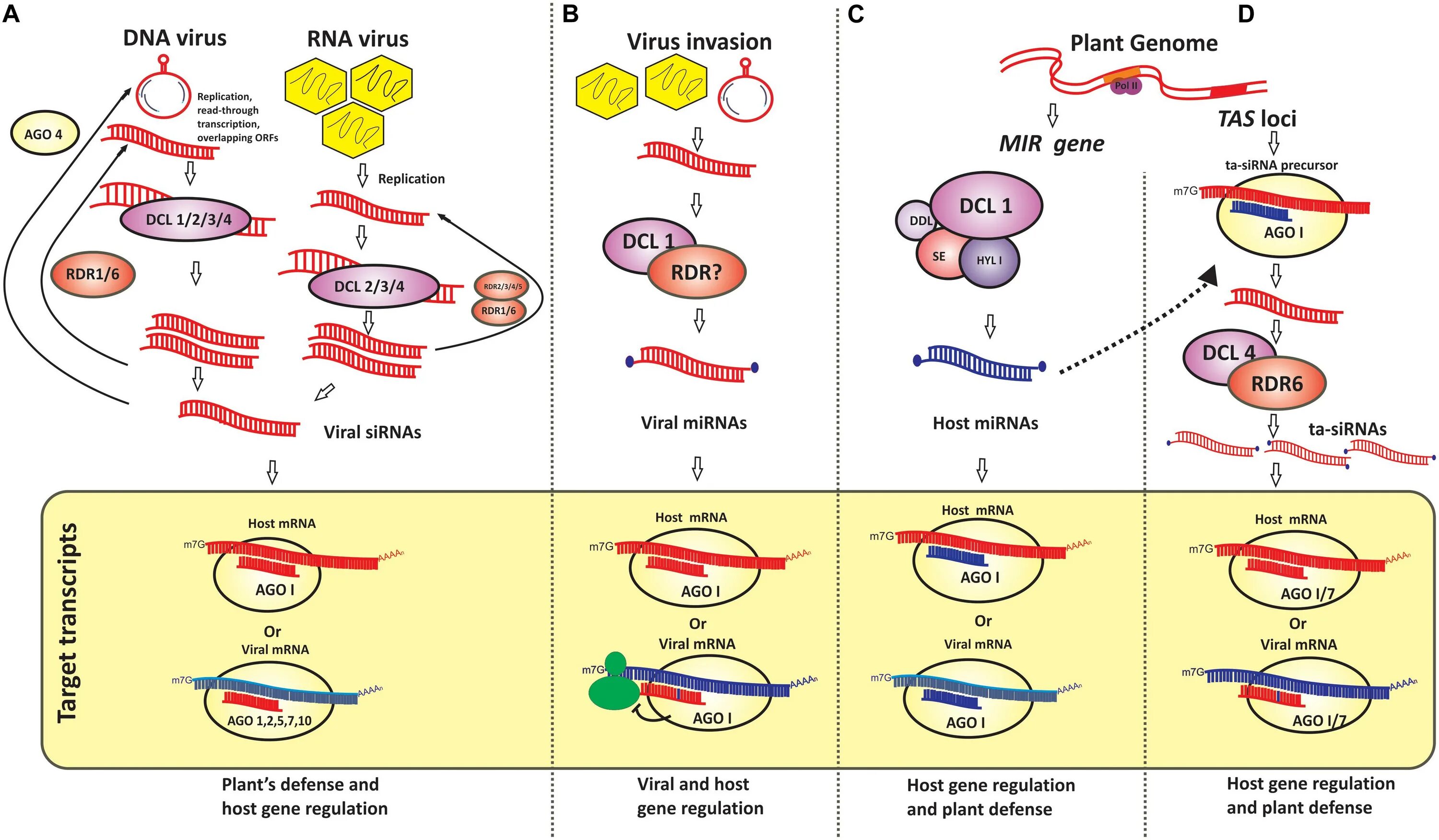RNA silencing. Replication DNA and RNA of viruses. Expression Gene, Plants. Rig 1 RNA viruses. P virus