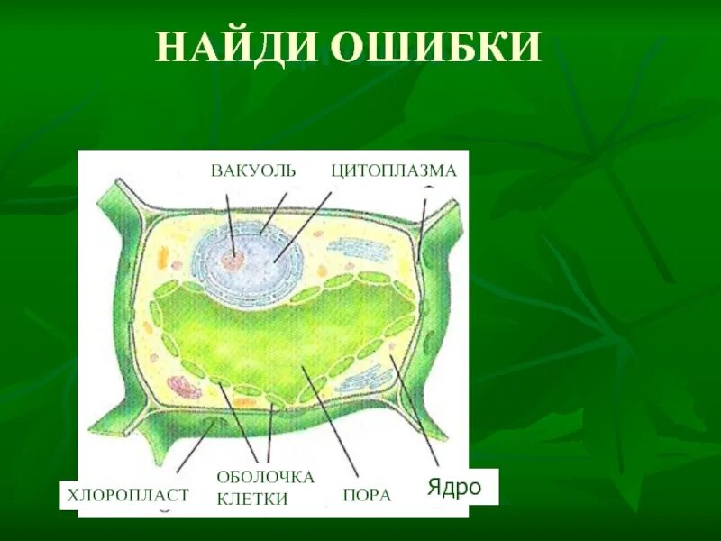 Оболочка в растительной клетке ответ. Поры растительной клетки. Растительная клетка снаружи. Растительная клетка роры.