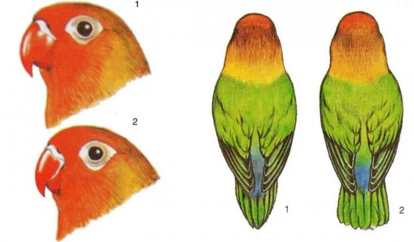 Как отличить самца. Попугай неразлучник самец и самка. Попугаи неразлучники различить пол. Хвост попугая неразлучника. Попугай неразлучник самец.