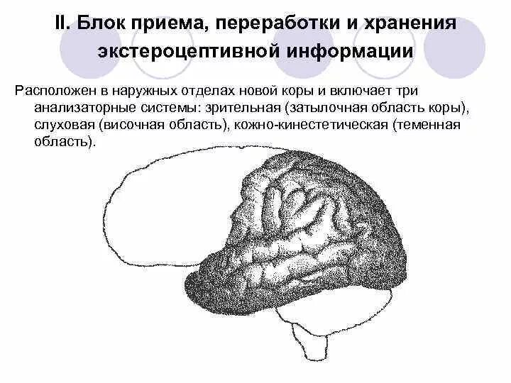 Нарушения блоков мозга. Блоки мозга по Лурия 1 блок. Блоки мозга по Лурия 2 блок. Лурия структурно-функциональные блоки мозга. Три блока мозга Лурия.