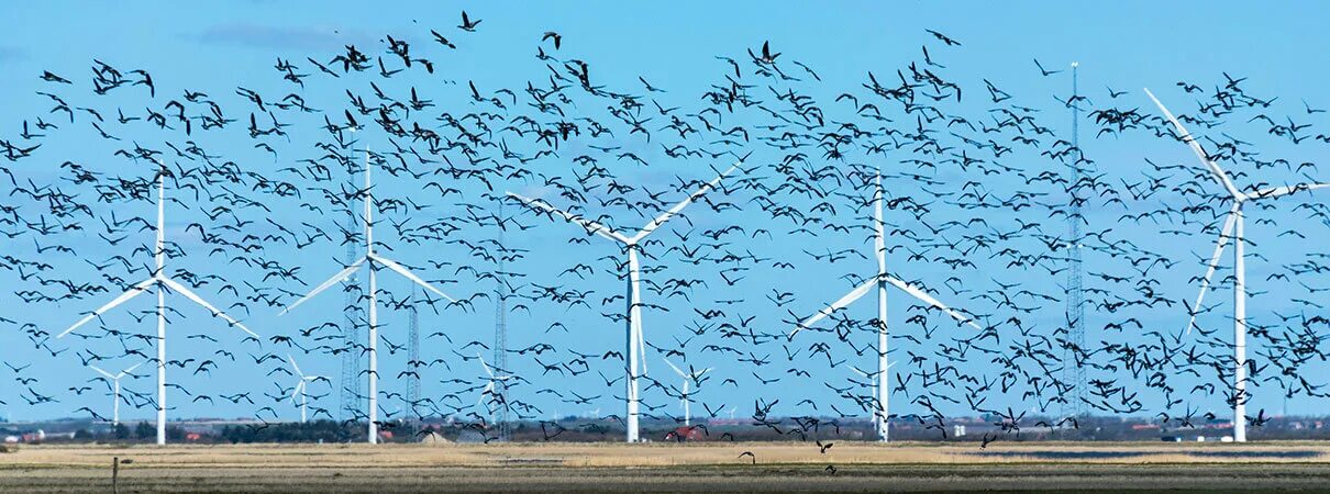 Birds killing. Птицы теряют среду обитания. Животные и птицы мокидают территориии ветрогенераторрв. Wind Turbines Killing Birds. Скрин потерянного птицы.