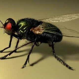 Большая зеленая муха. 