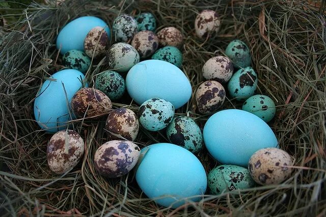 Какого цвета яйца птиц. Голубые яйца дрозда. Красивые яйца птиц. Голубые птичьи яйца. Птичьи яйца голубого цвета.