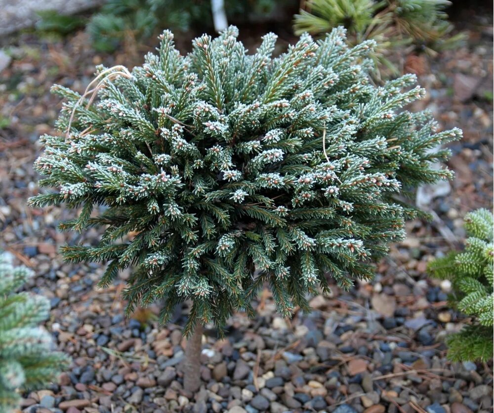 Picea glauca waldbrunn. Ель низкорослая сорта до 1 метра. Какие ели низкорослые. Какие ели низкорослые. Пихта pygmaea.