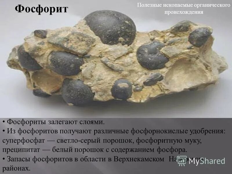 Фосфориты являются сырьем для получения. Фосфорит руда. фосфориты вятско-камского месторождения. осадочные фосфориты.
