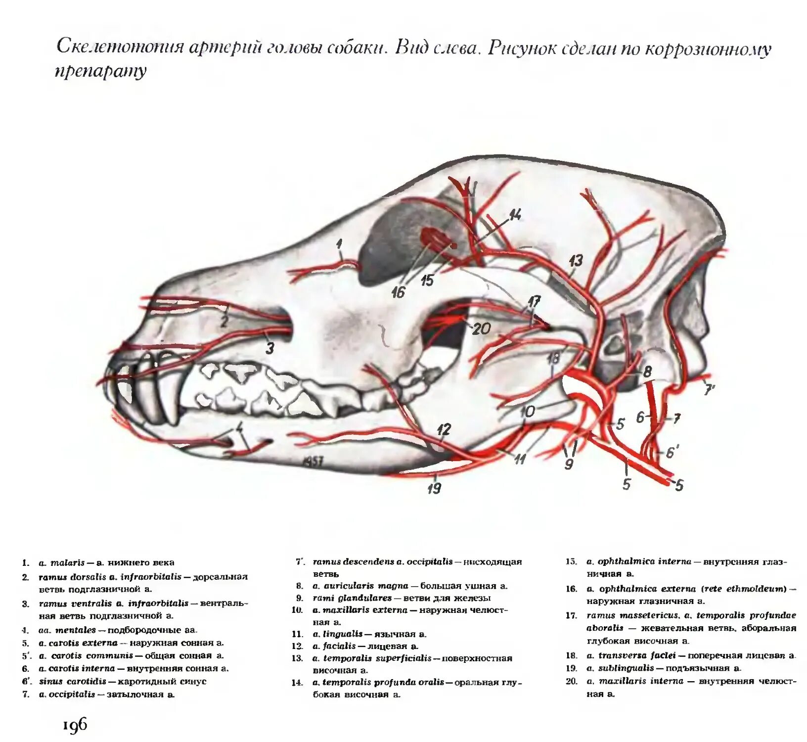 Скелетотопия артерий головы лошади. Артерии и вены головы собаки. Артерии и вены собак анатомия.
