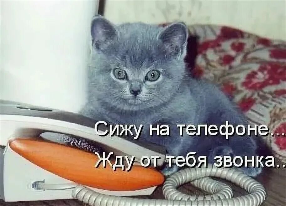 Пока просто сижу. Жду звонка. Кот ждет звонка. Жду от тебя звонка. Открытки позвони.