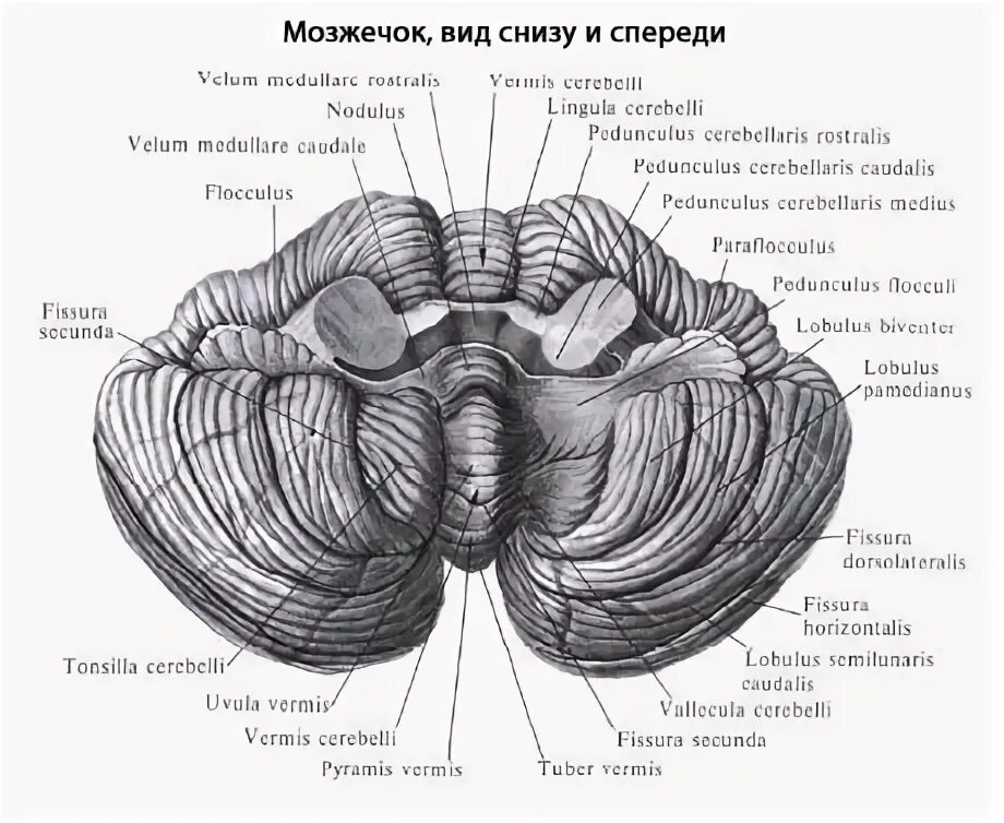 Анатомия и физиология головного мозга. Продолговатый мозг. Задний мозг