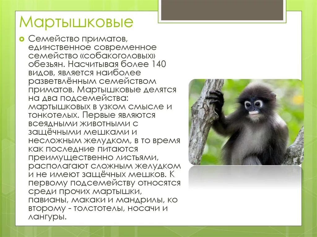 Семейства отряда приматы. Приматы характеристика. Семейства высших приматов. Приматы отряды млекопитающих. Краткое содержание обезьянка 3 класс