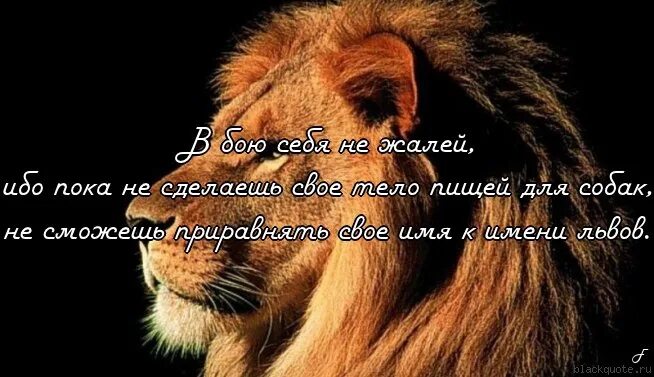 Фразы про львов. Высказывания про Льва. Лев цитаты. Красивые фразы про Льва.