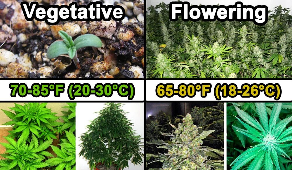 Паспорт растения фиалка биология 6 класс. Какие комнатные растения любят кислую почву. Цикламен домашнее растение. Температурный режим для комнатных растений. Влияние температуры на растения.