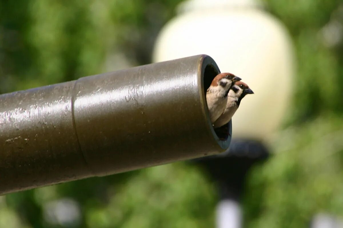 Стрелять по воробьям. Из пушки по воробьям значение фразеологизма. Стрелять из пушки по воробьям фразеологизм. Что значит кот в мешке фразеологизм. Воробью по колено фразеологизм.