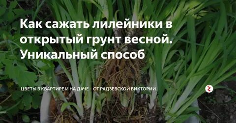 Посадка лилейника весной