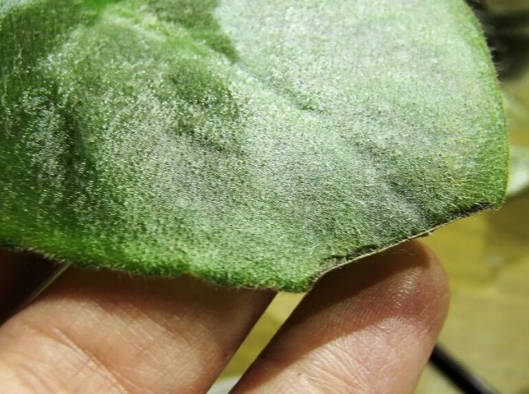 Серая гниль на фиалках. Белые точечки на листьях фиалки. Полоски на листьях фиалки. Белые пятна на листьях фиалки. Белые пятна на листьях фиалки.