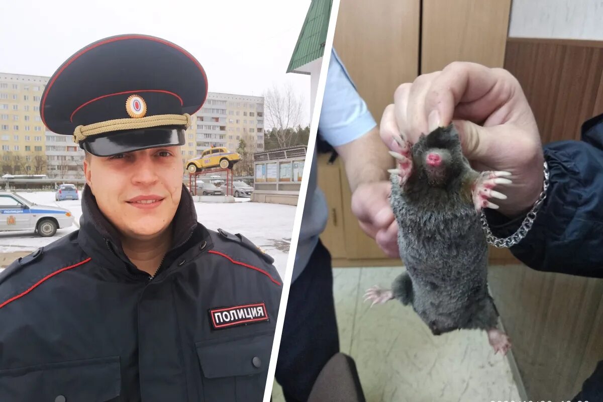 Эпицентр спасение крота. Эпицентр спасение крота. Кот и крот. Маленький крот. Спасти крота сталкер тень чернобыля.