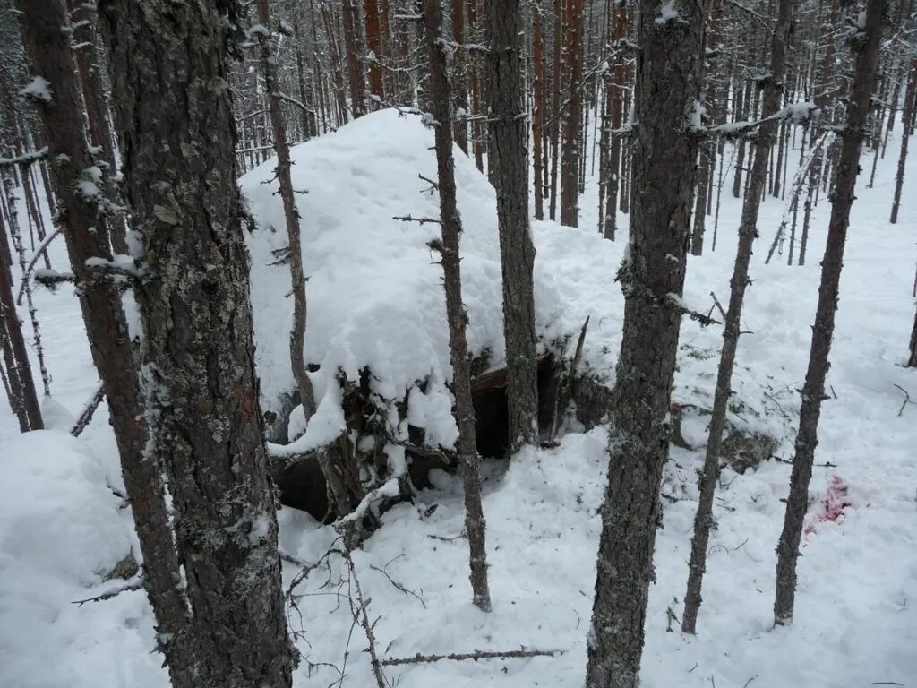 Берлога укрытие. "На берлоге". Берлога убежище. Берлога укрытие зимой. Берлога новое