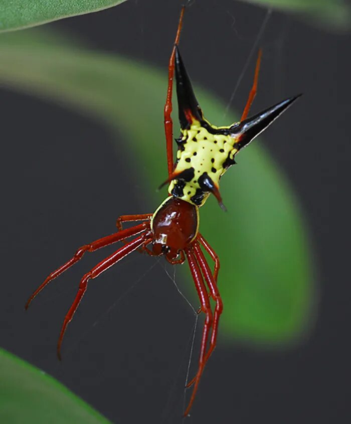 Какой спайдер. Micrathena sagittata. Micrathena cyanospina. Паук Арлекин. Паук-параплектана.