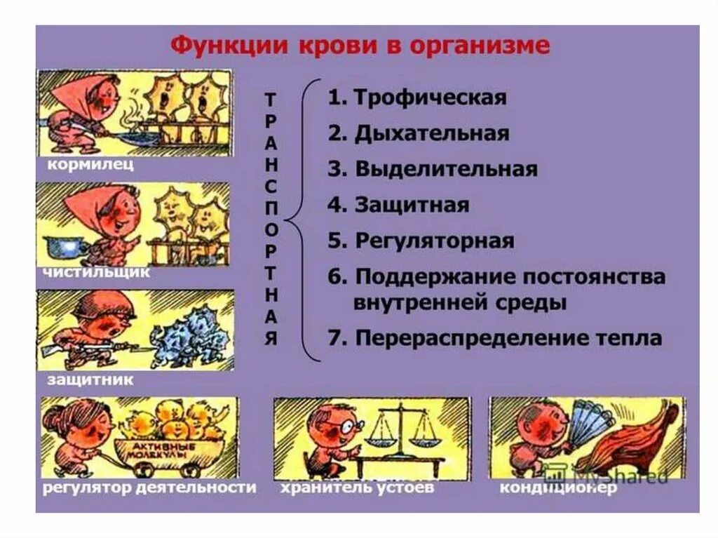 8 функций крови. Функции крови. Функции крови в организме. Перечень функций крови. Механическая функция крови.