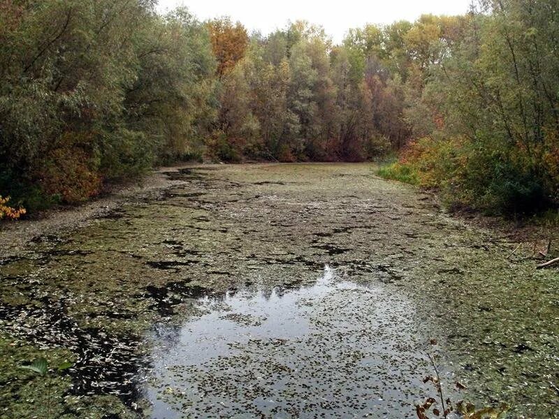 Затянуло бурой тиной. Фото бурой Тины.