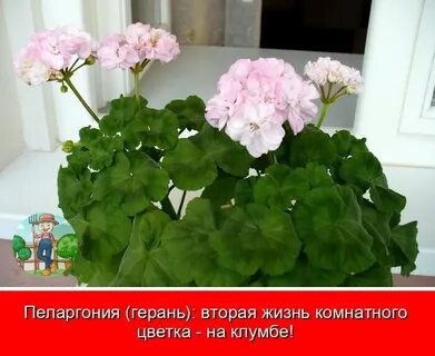 Герань минусы
