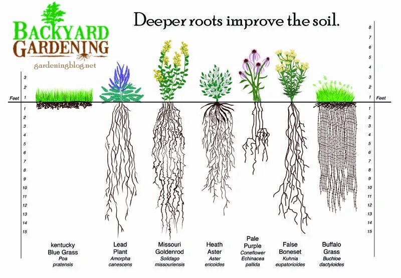 How many plants. Корни растений. Soil Plant root. Roots цветы. ЕС Soil for Plants.