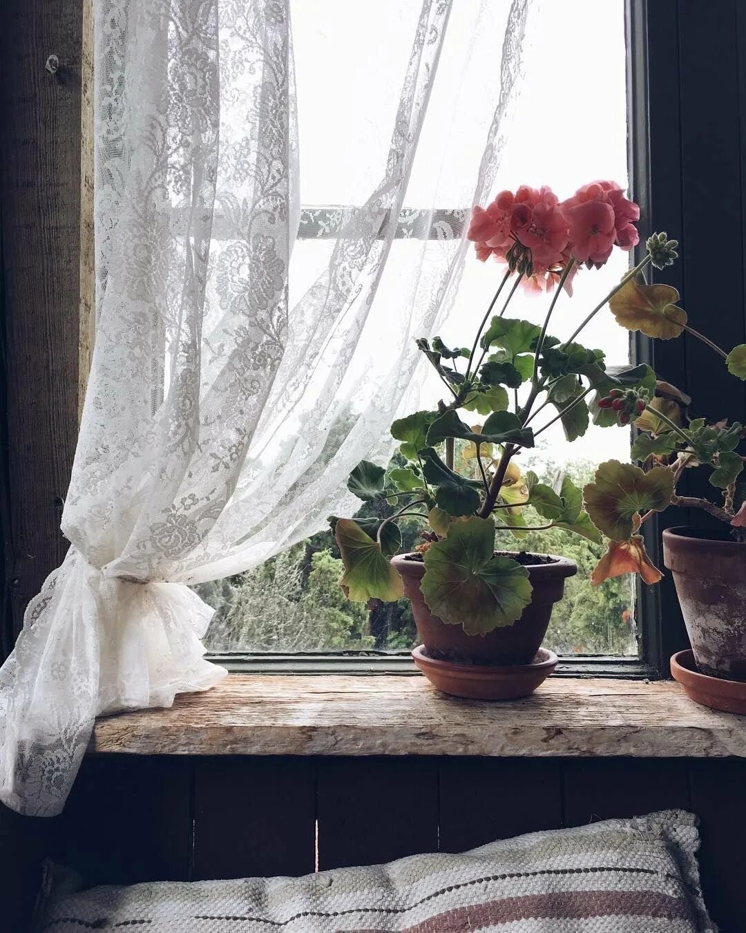 Листья на подоконнике. Подоконник с цветами. Растения на подоконнике. Цветы на окне. Цветок в горшке на окне.