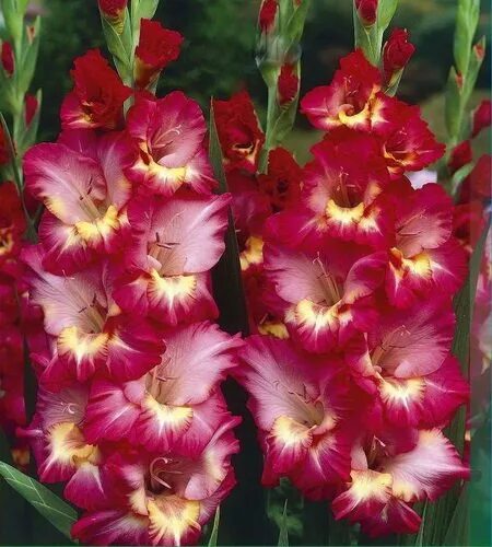 Курск гладиолус фото Forum / Obrázek : Mečík Dottie Dee (Gladiolus)