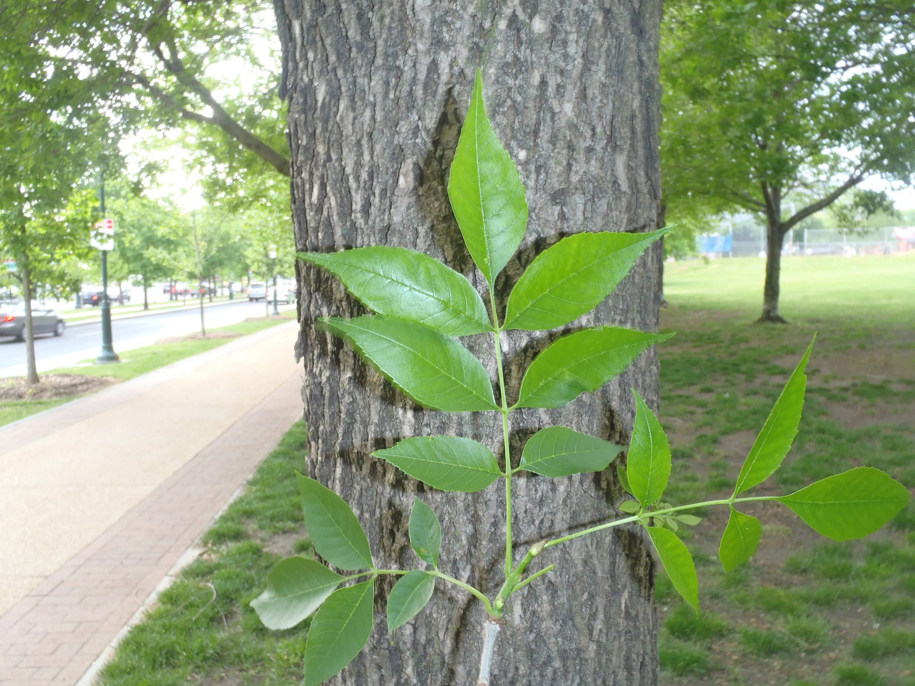 Дерево не дало листьев. Ясень пенсильванский Fraxinus pennsylvanica. Ясень обыкновенный Fraxinus Excelsior. Ясень пенсильванский Вариегата. Ясень ланцетный Fraxinus lanceolata.