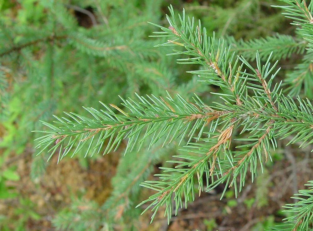 Сорта ели черной. Ель черная Picea Mariana. Ель красная Picea Rubens. Picea Mariana – ель Мариана. Picea Mariana сосна.