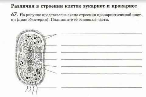 Биология 9 класс половое