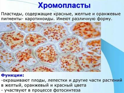 Пластиды в клетках плодов рябины вывод