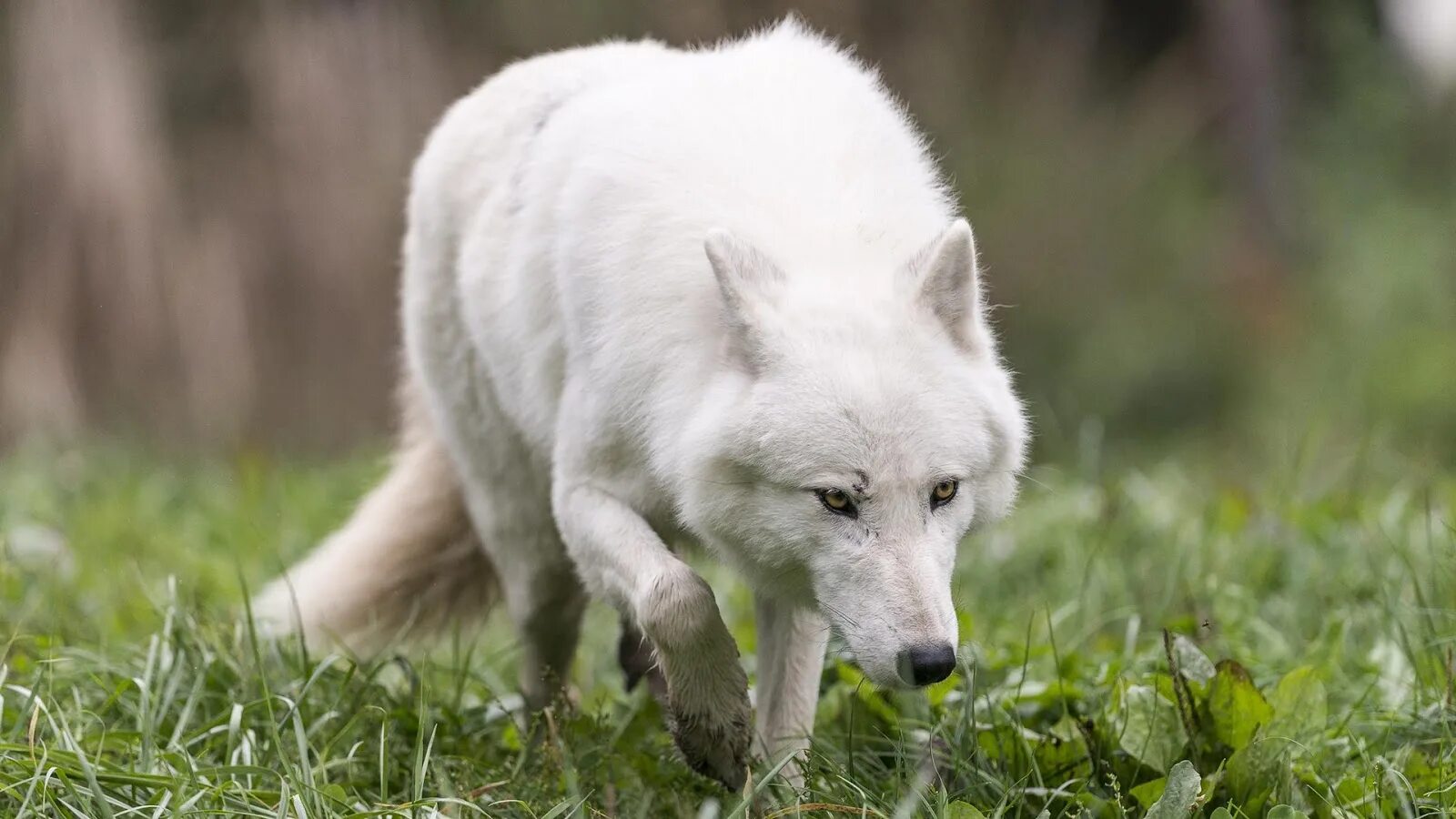 Белые волки содержание. Белые волки содержание. Волк полярный тундровой. Белые волки содержание. Прозоров белый волк.