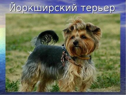 Йорк презентация