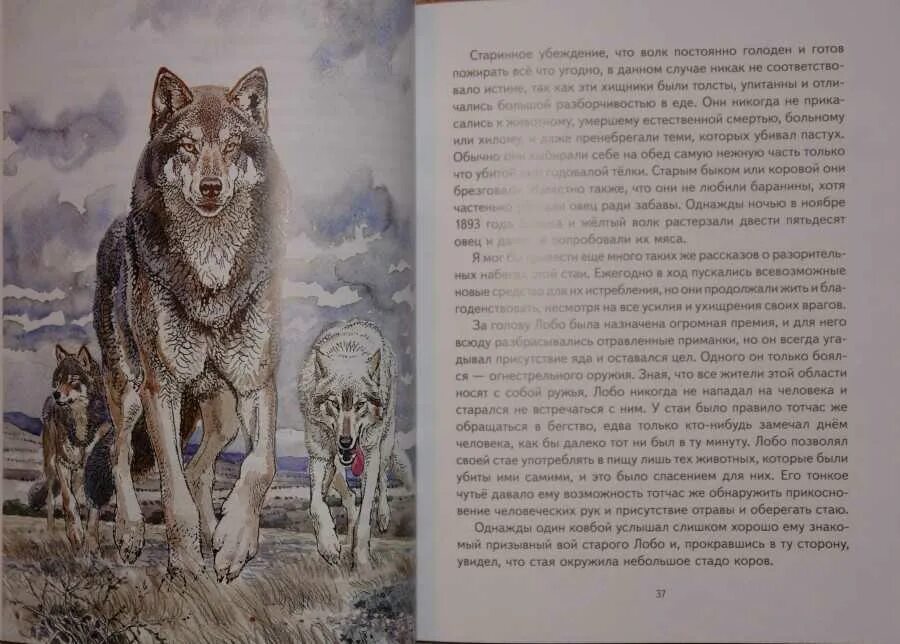 Книга киров волк 90. Волк Лобо Сетон Томпсон. Э Сетон Томпсон Виннипегский волк. Сетон-Томпсон Виннипегский волк рисунок.