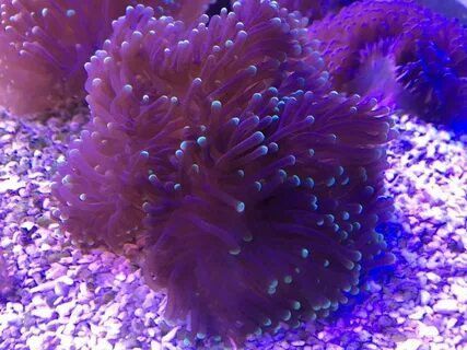 Violet coral
