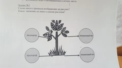 Какое явление из жизни растений изображено
