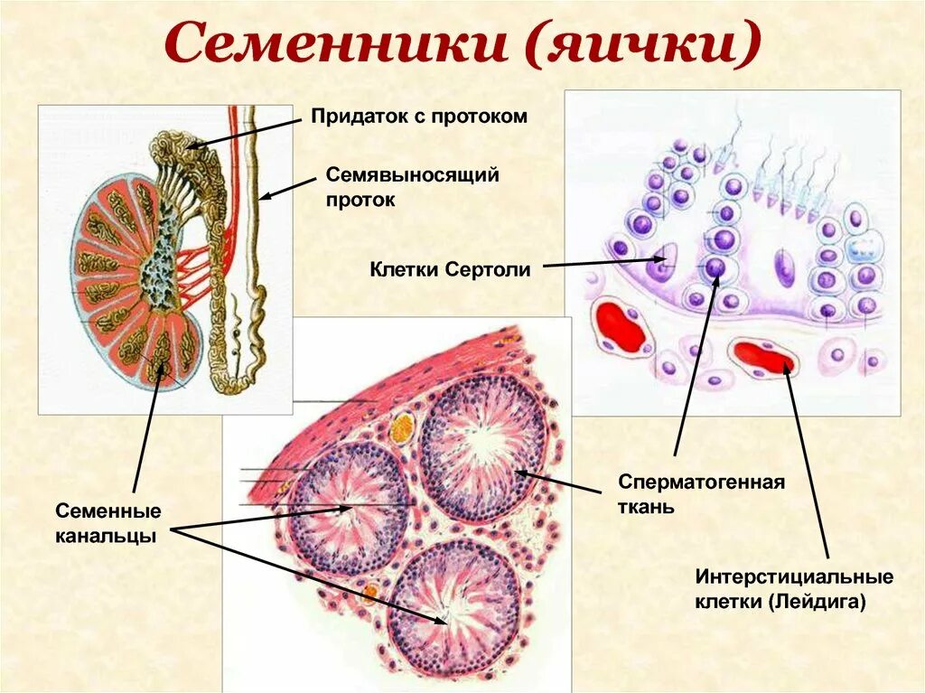 Строение семенника клетки. Строение яичка клетки Сертоли. Клетки Лейдига в семенниках. Семенники строение и функции. Функции придатка яичка