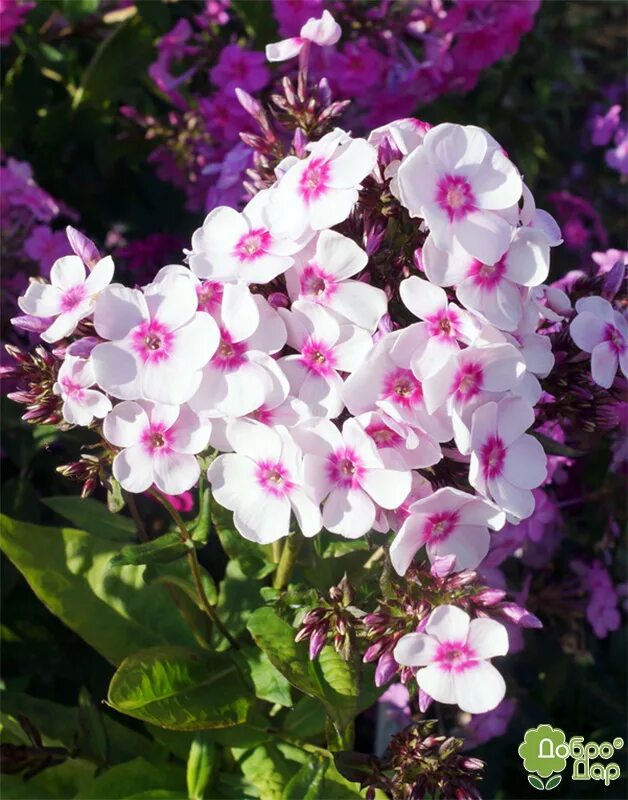 Phlox Europa. Флокс Europe. Флокс Европа tim. Флоксы голландские Европа. Флокс европа