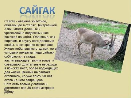 Почему животные полезны